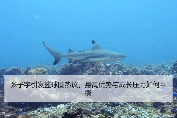 张子宇引发篮球圈热议，身高优势与成长压力如何平衡（xingkong）